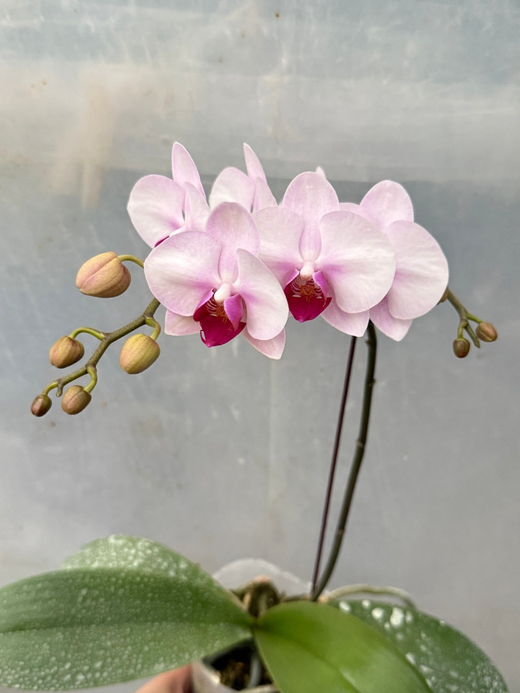 Yellow White Phalaenopsis Orchid Flower Seeds for Planting – Heirloom, Non-GMO, High Germination Organic Garden Seeds