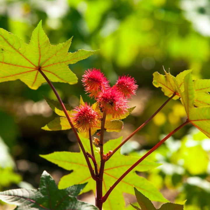 Castor Bean Plant Seeds for Planting – Heirloom Non-GMO, High Germination Organic Garden Seeds