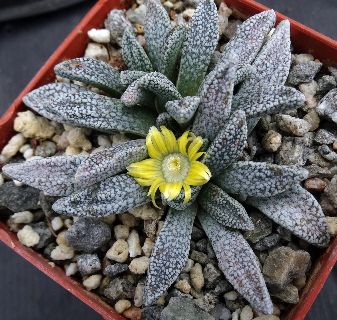 Green Nananthus Margaritiferus Plant Seeds for Planting | Heirloom, Non-GMO, High Germination Organic Garden Succulent Seeds