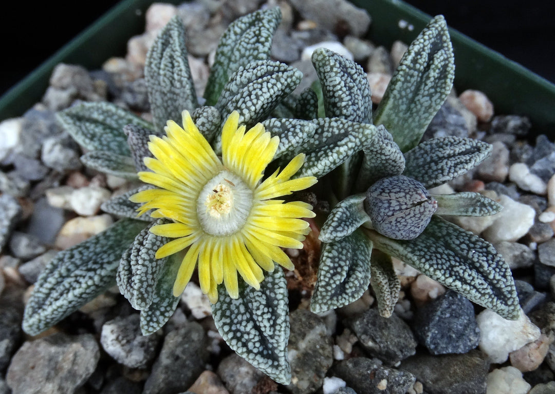 Green Nananthus Margaritiferus Plant Seeds for Planting | Heirloom, Non-GMO, High Germination Organic Garden Succulent Seeds