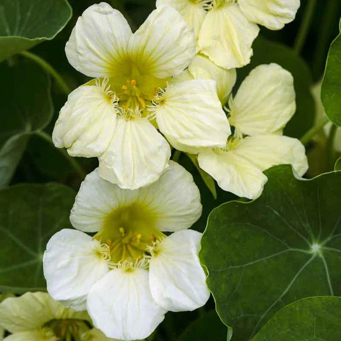 White Tropaeolum Majus Flower Seeds for Planting – Heirloom, Non-GMO, High Germination Organic Garden Seeds