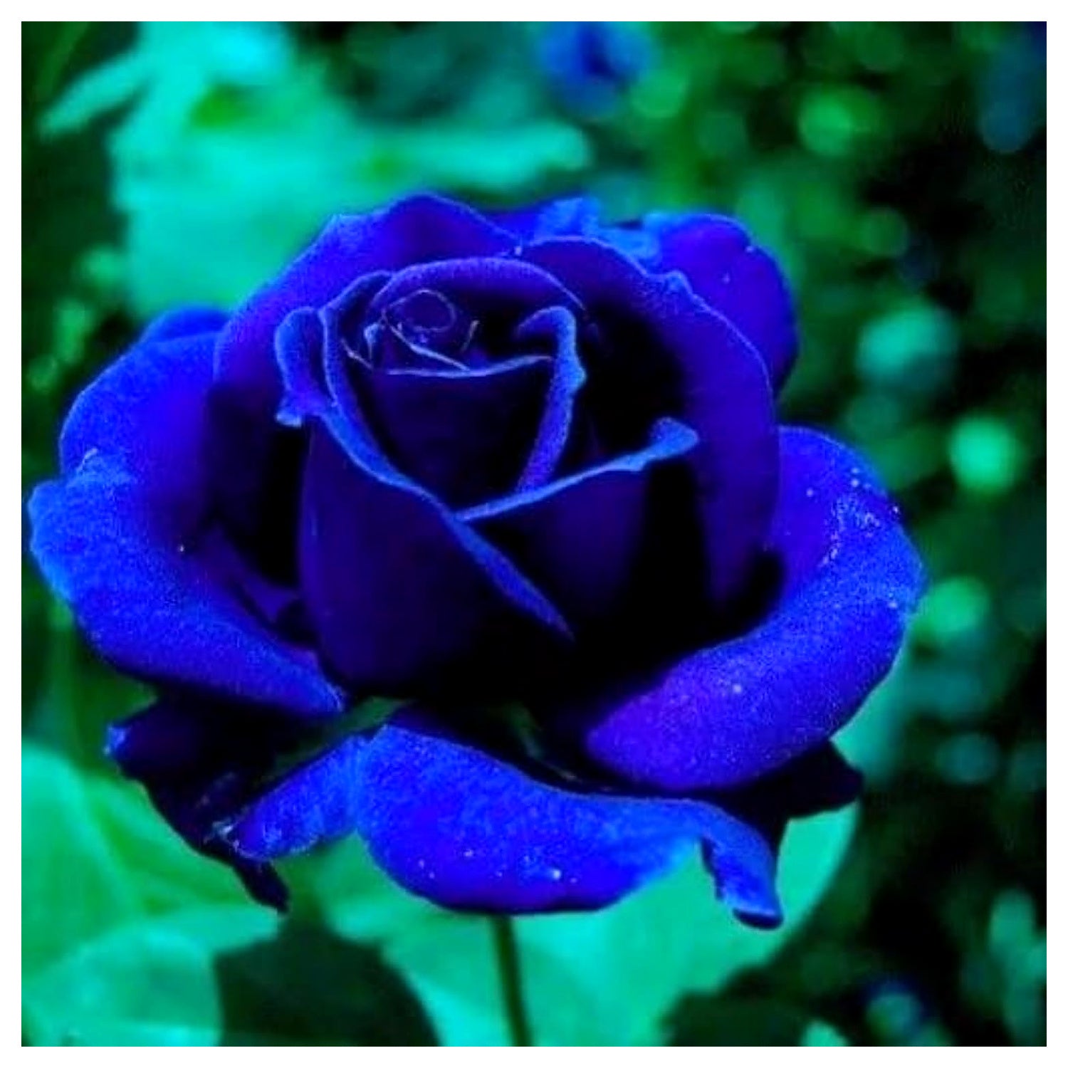 Dark Blue Rose Flower Seeds for Planting – Heirloom, Non-GMO Seeds