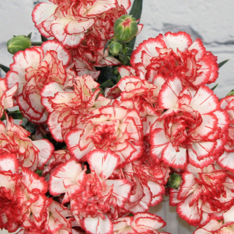 White Red Carnation Flower Seeds – Heirloom, Non-GMO, Striking Blooms for Garden Planting