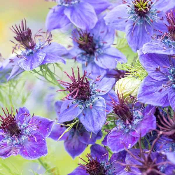 Nigella Hispanica Flower Seeds for Planting – Heirloom, Non-GMO Black Cumin Blooms for Unique Garden Displays