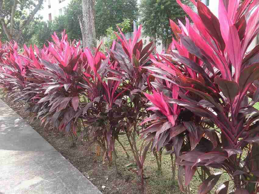 cordyline plant seeds Organic Heirloom Cordyline Rubra Plant Seeds for Planting – Non-GMO High  Germination Tropical Garden Seeds