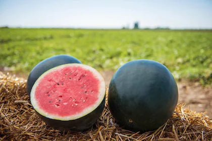 Black Watermelon Fruit Seeds – Sweet & Juicy Melons, Heirloom & Non-GMO Seeds for Garden Cultivation (100 pcs)
