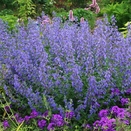 Blue Catmint Plant Seeds for Planting – Heirloom, Non-GMO, High Germination Organic Garden Seeds for Fragrant Herb Gardens and Decor