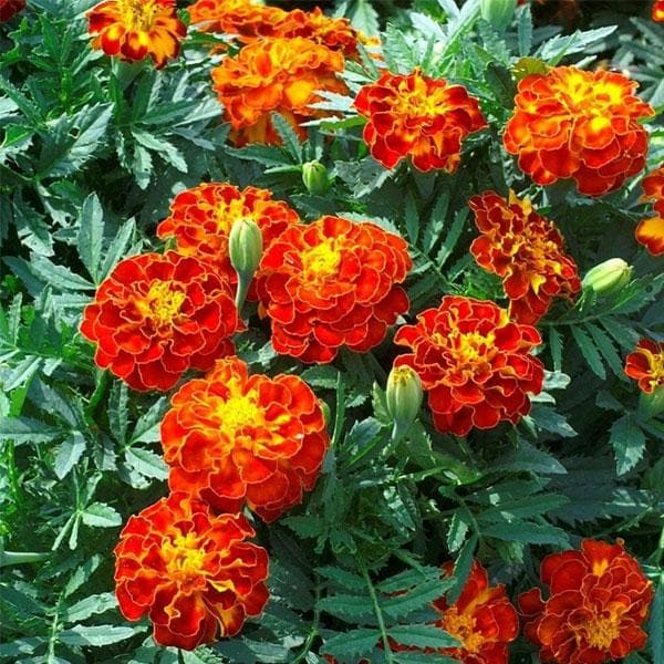 French Marigold Flower Seeds – Heirloom, Non-GMO, High Germination Organic Garden Seeds for Planting