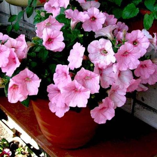 Baby Pink Petunia Hybrida Seeds for Planting - Heirloom, NON-GMO Flower Seeds - Easy-Grow Garden Blooms