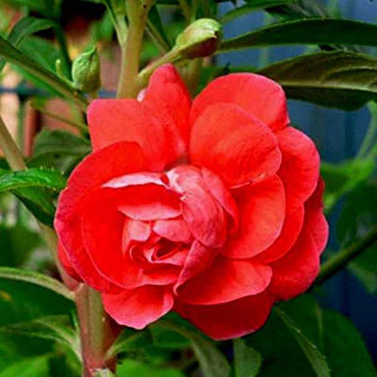 Balsamine Rose Flower Seeds for Planting – Heirloom, Non-GMO, High Germination Organic Garden Seeds