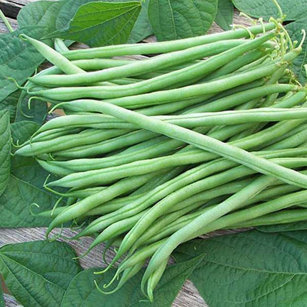 Bush Bean Seeds for Planting – High Yield, Non-GMO Vegetable Seeds for Home Garden and Backyard Farming