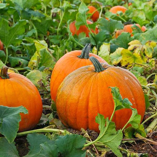 Pumpkin Seeds for Planting – Heirloom, Non-GMO Vegetable Garden Seeds for High Yield and Fast Germination 100 pcs