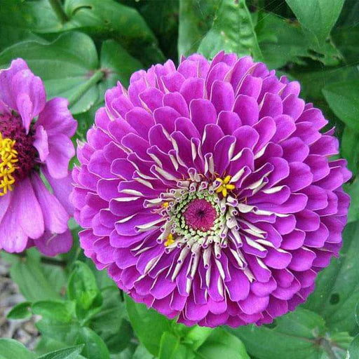 Deep Purple Zinnia Flower Seeds for Planting – Non-GMO, Heirloom, Vibrant Blooms