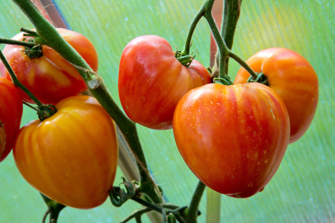 Heirloom Orange Russian Oxheart Tomato Seeds for Planting – Non-GMO, High Germination Organic Garden Seeds