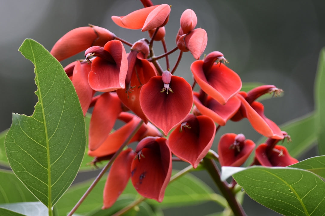 \Heirloom Non-GMO Erythrina Crista-Galli Flower Seeds for Planting – Exotic Coral Tree Blooms for Tropical Gardens