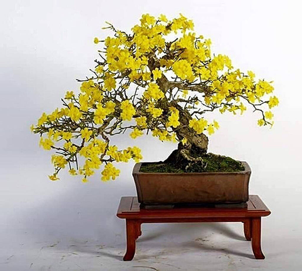 bonsai tree with yellow flowers Yellow Simsii Bonsai Heirloom Non-GMO Seeds – Neeraseeds