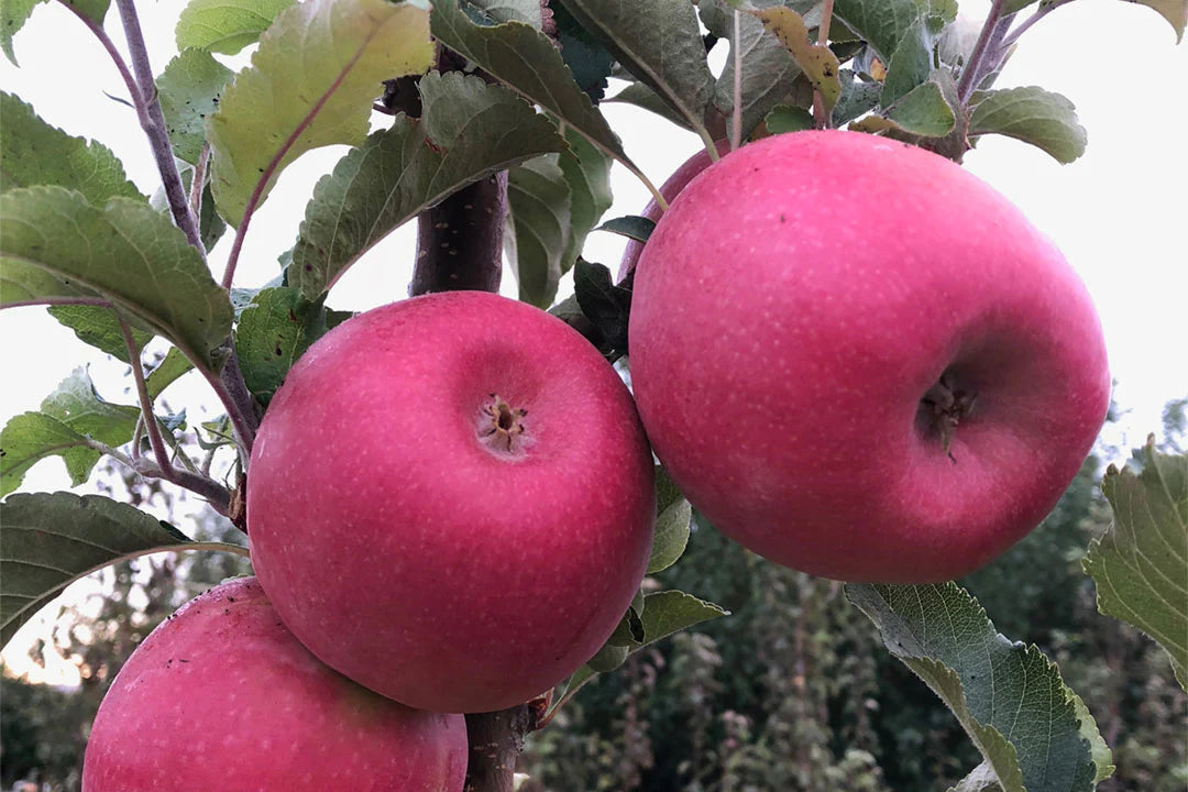 Apple "Pink Lady" Fruit Tree Seeds for Planting – Unique Harvests & Beautiful Trees, Heirloom & Non-GMO, High Germination