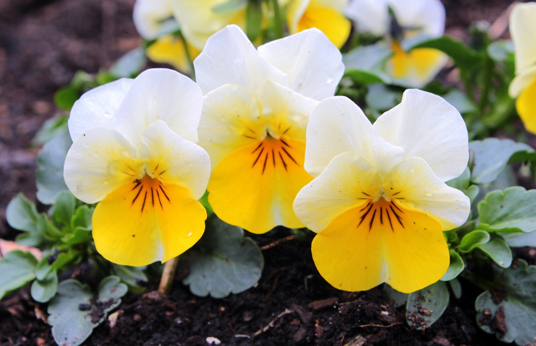 Yellow White Pansy Flower Seeds for Garden Planting – Non-GMO High Germination Organic Garden Seeds