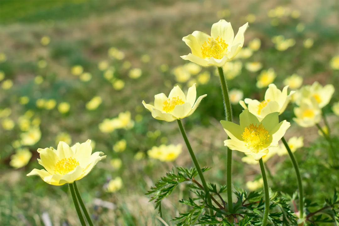 Yellow Anemone Pulsatilla Flower Seeds for Planting – Heirloom, Non-GMO, High Germination Garden Seeds