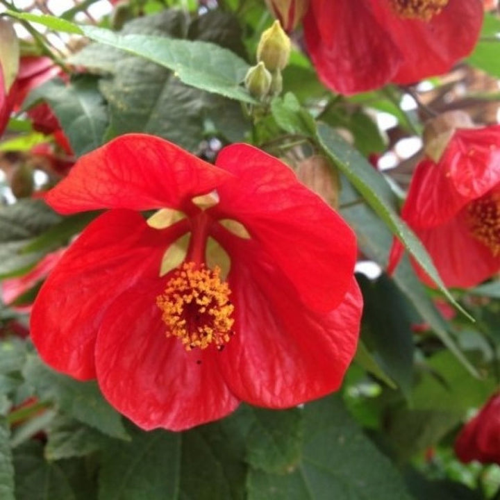 Yellow Red Abutilon Flower Seeds for Planting – Heirloom Non-GMO High Germination Organic Garden Seeds