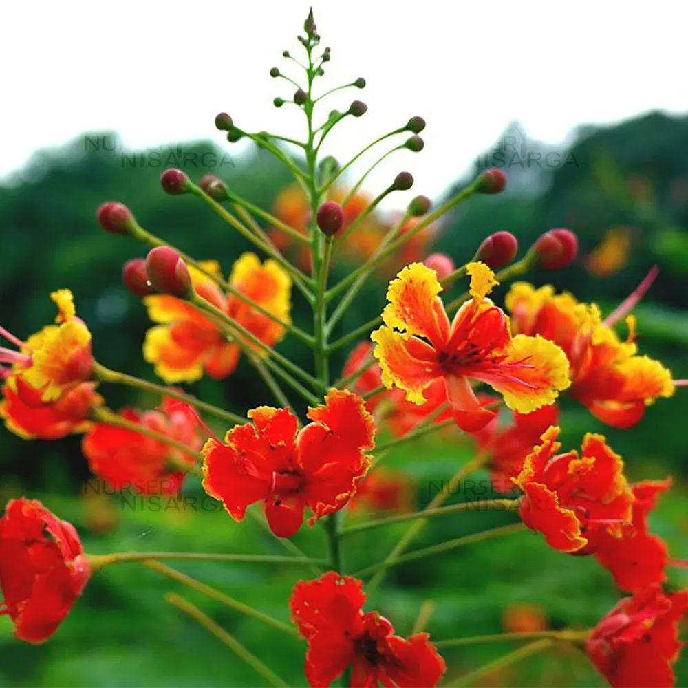 Caesalpinia Flower Seeds for Planting – Vibrant Tropical Blooms for Home & Garden