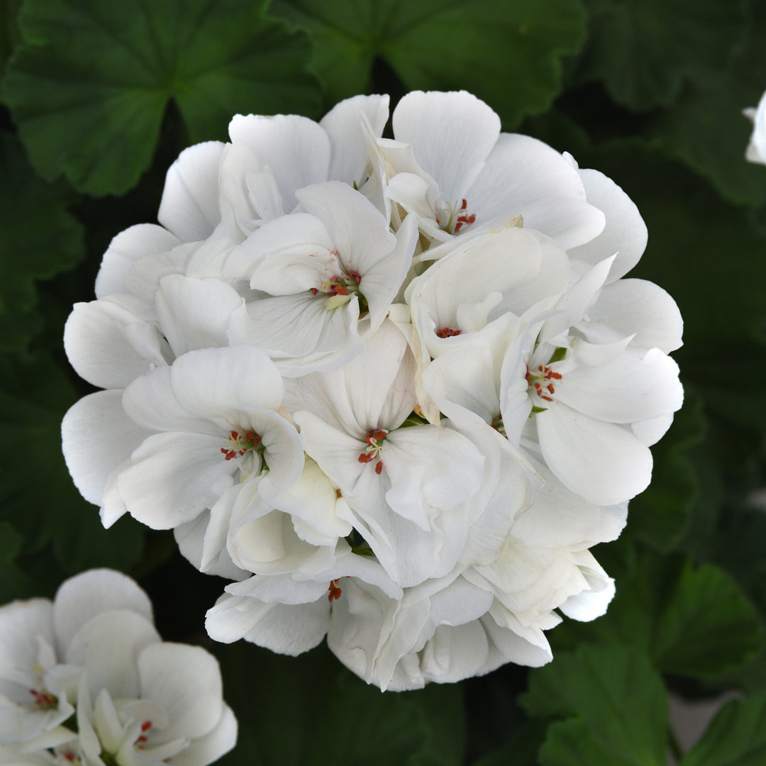 White Pelargonium Flower Seeds – Heirloom & Non-GMO Seeds for Garden Planting