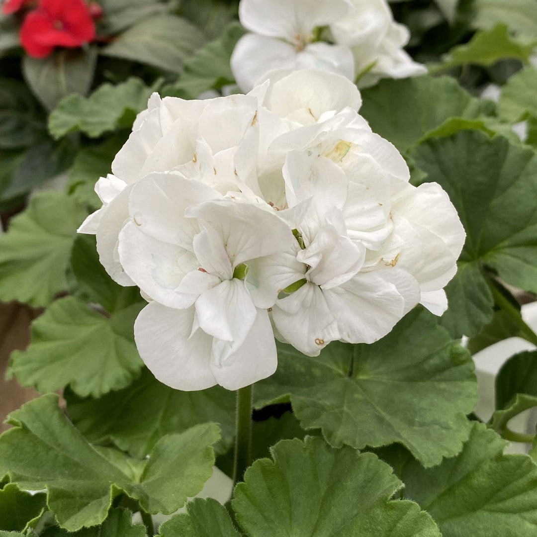 White Pelargonium Flower Seeds – Heirloom & Non-GMO Seeds for Garden Planting