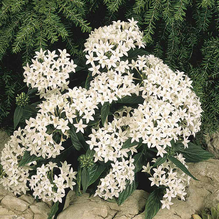 White Pentas Starla Flower Seeds for Planting - Heirloom Non-GMO High Germination Organic Garden Seeds