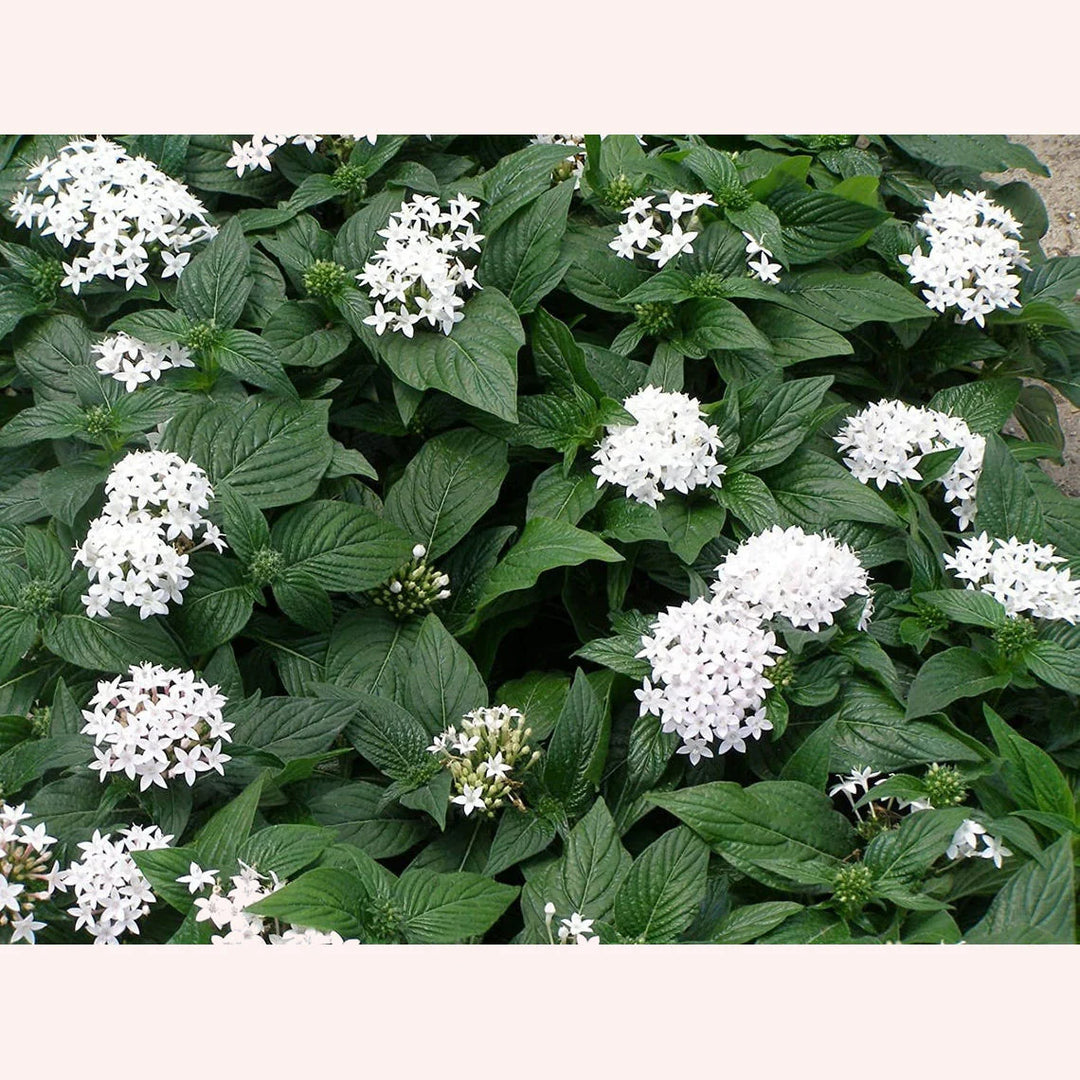 White Pentas Starla Flower Seeds for Planting - Heirloom Non-GMO High Germination Organic Garden Seeds