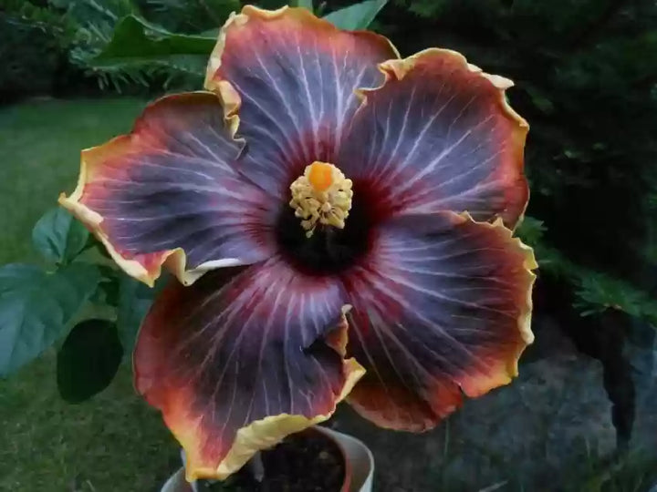 Heirloom Black Rainbow Hibiscus Flower Seeds – Non-GMO, High Germination Organic Garden Seeds for Planting Rare Tropical Blooms