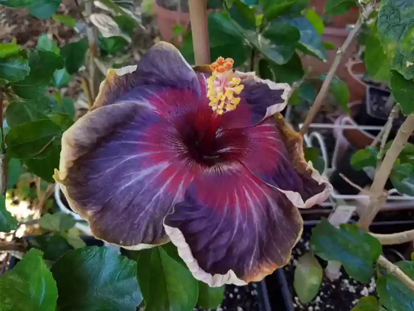 Heirloom Black Rainbow Hibiscus Flower Seeds – Non-GMO, High Germination Organic Garden Seeds for Planting Rare Tropical Blooms