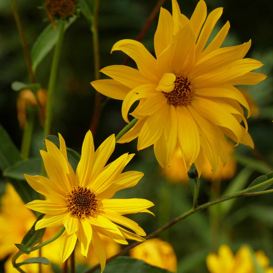 Yellow Maximilian Sunflower Seeds for Planting – Heirloom, Non-GMO, Perennial Pollinator-Friendly Blooms