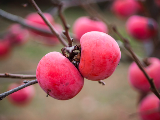 Pink Persimmon Fruit Seeds for Planting – Grow Sweet, Healthy Trees at Home, Heirloom & Non-GMO Seeds