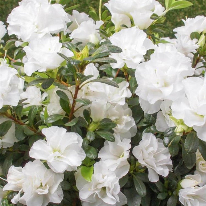 Azalea Flower Seeds White Organic, Heirloom, Non-GMO Seeds for Planting