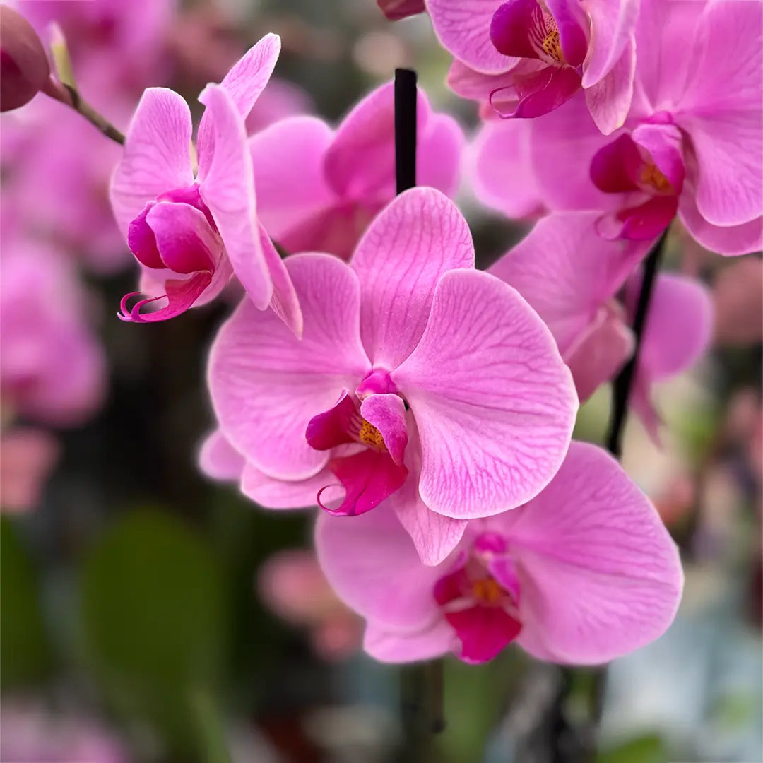 Baby Pink Phalaenopsis Orchid Seeds for Planting – Heirloom, Non-GMO, High Germination Organic Garden Seeds