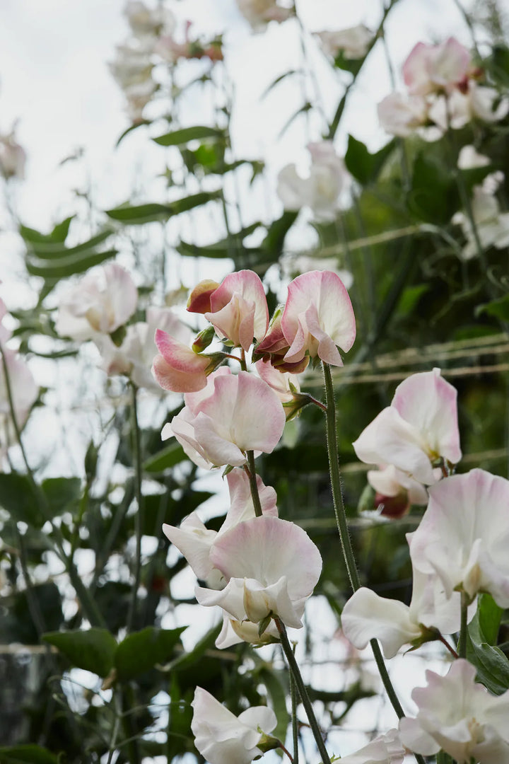 Sweet Pea 'Piggy Sue' Flower Seeds – Heirloom, Non-GMO, High Germination Fragrant Blooms for Garden Planting