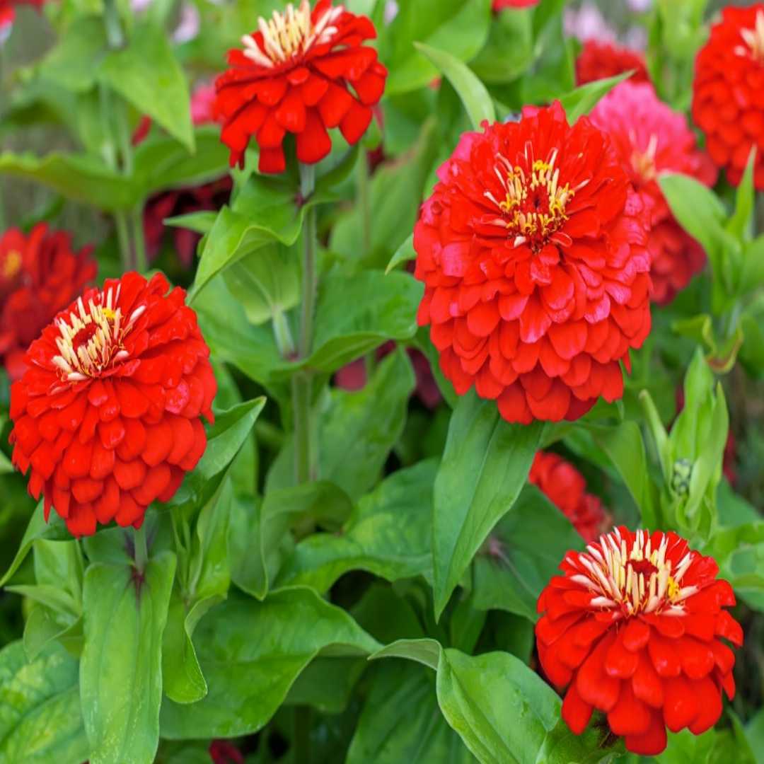 Light Red Zinnia Flower Seeds for Planting – Heirloom, Non-GMO, High Germination Bright Annual Garden Bloom Seeds
