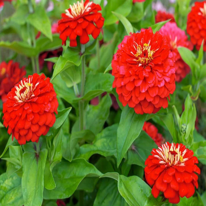 Light Red Zinnia Flower Seeds for Planting – Heirloom, Non-GMO, High Germination Bright Annual Garden Bloom Seeds