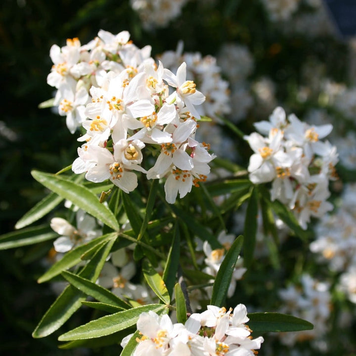 Aztec Pearl Flower Seeds – Heirloom Non-GMO, High Germination Fragrant Blooms for Elegant Garden Planting