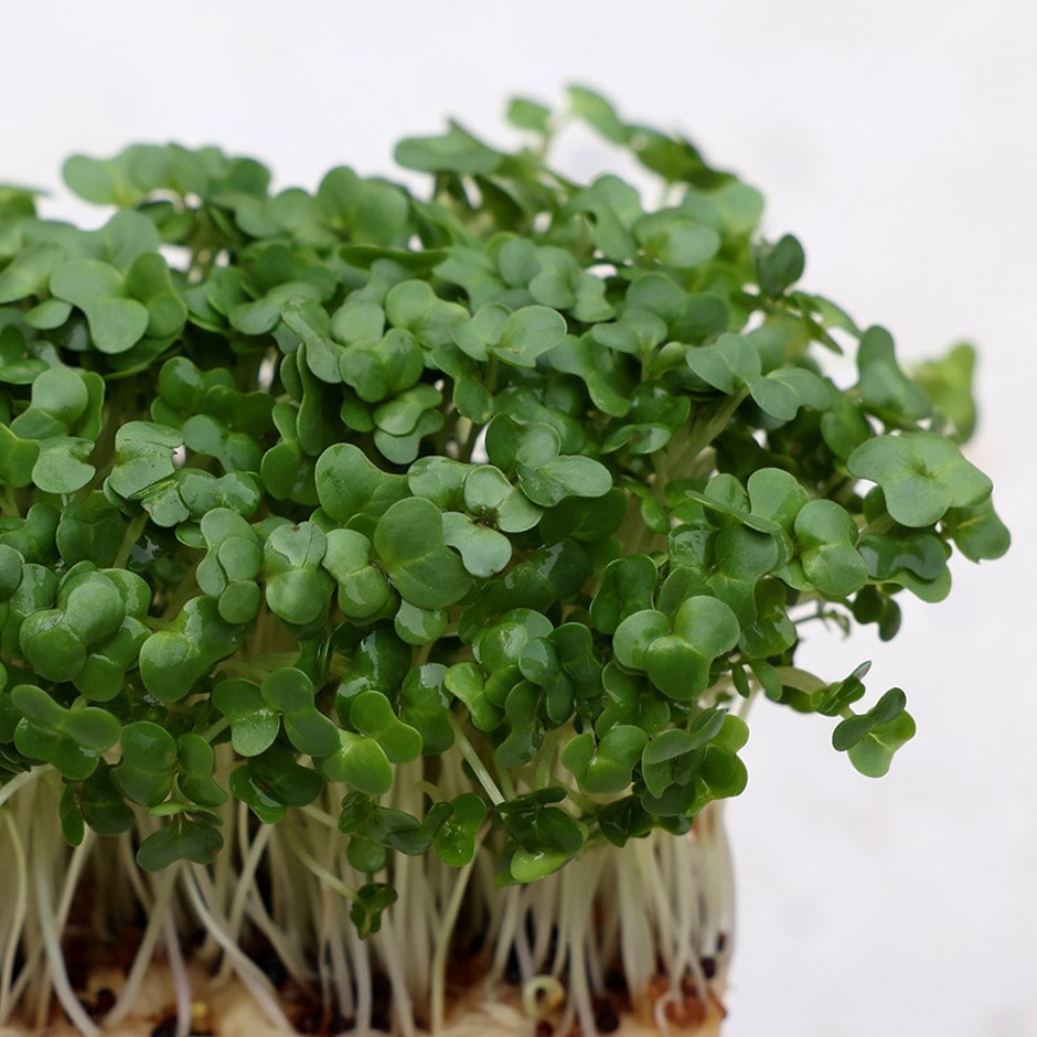 Cress Plant Seeds for Planting – Heirloom, Non-GMO Fast-Growing Herb for  Garden & Kitchen