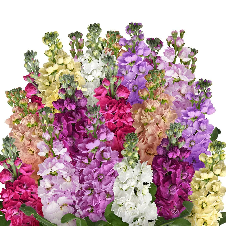 Matthiola Flower Seeds for Planting – Heirloom, Non-GMO, High Germination Organic Garden Seeds