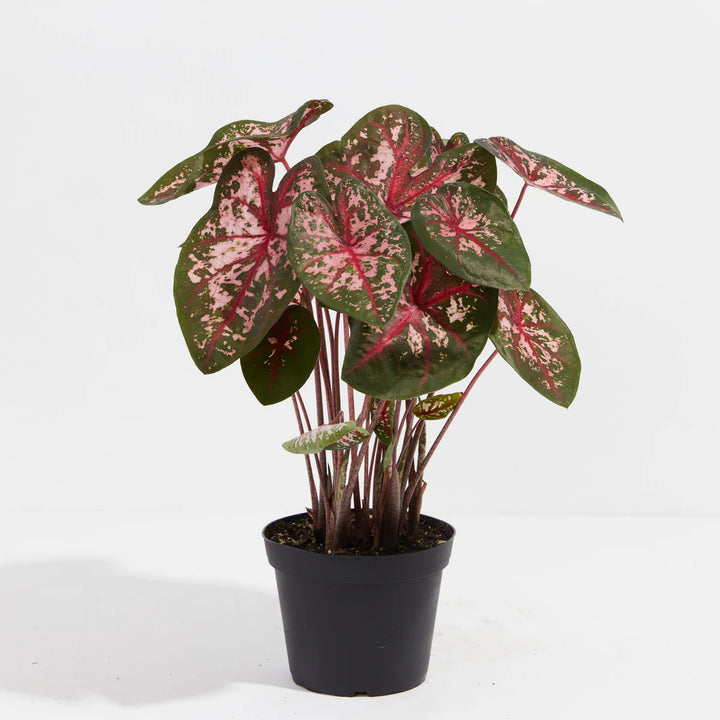 Carolyn Whorten Caladium Leaf Flower Seeds – Heirloom, Non-GMO, High Germination Organic Garden Seeds for Planting