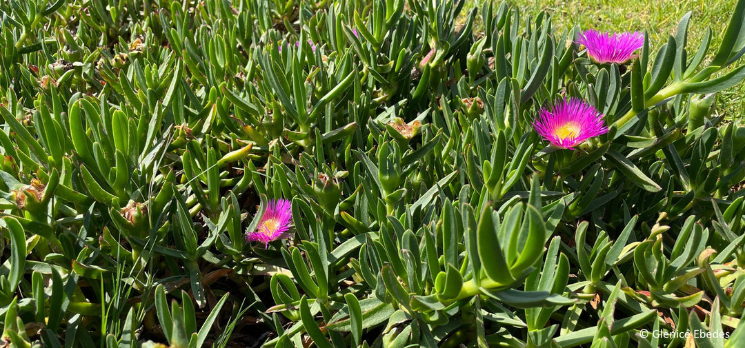 Carpobrotus Flower Seeds – Hardy Succulent Ground Cover for Planting