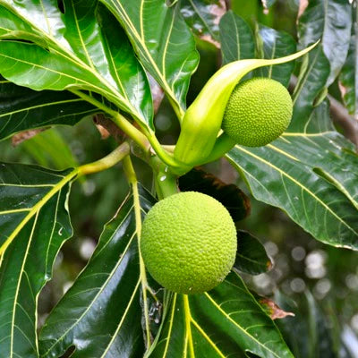 Artocarpus Breadfruit altilis Seeds for Planting – Heirloom, Non-GMO, High Germination Organic Tropical Fruit Tree Seeds