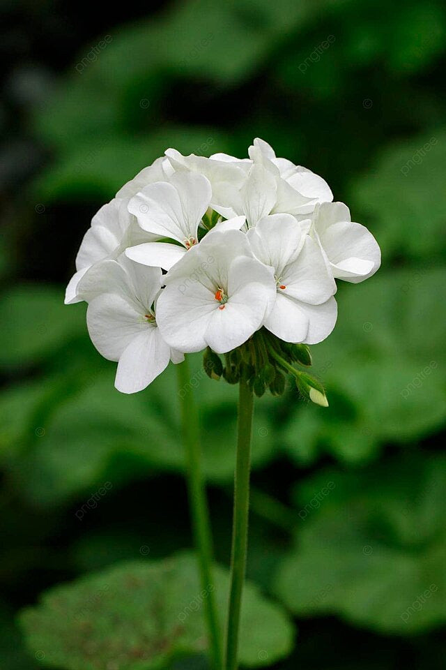 White Geranium Flower Seeds for Planting – Heirloom, Non-GMO, High Germination Organic Garden & Container Seeds