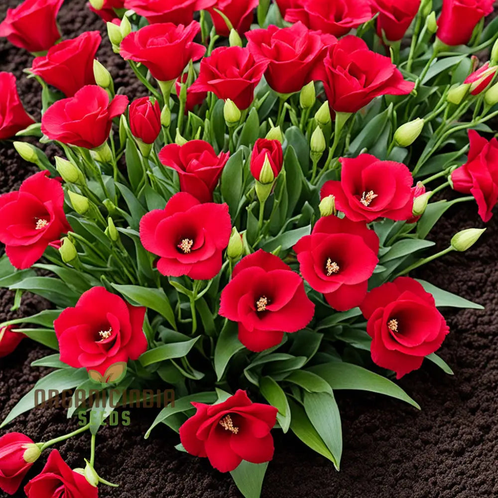 Lisianthus Red Flower Seeds for Planting - Heirloom, NON-GMO, Easy to Grow  Garden Blooms