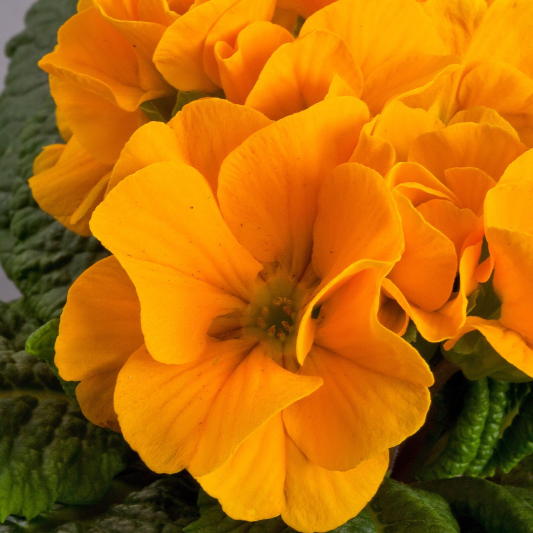 Orange Primrose Flower Seeds for Planting – Heirloom, Non-GMO, High Germination Organic Garden Seeds
