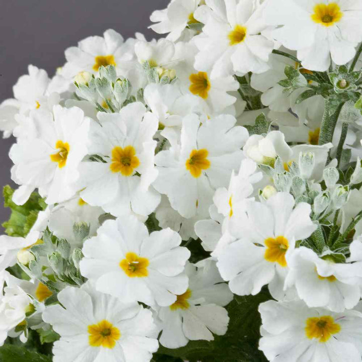 White Primula Malacoides Flower Seeds for Planting – Heirloom, Non-GMO, High Germination Organic Garden Seeds