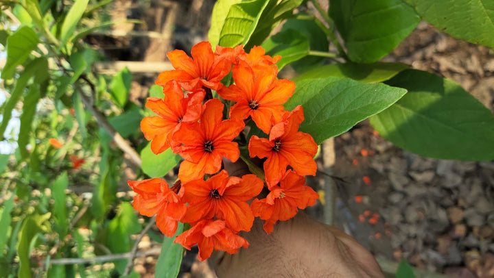 Orange Cordia Sebestena Flower Seeds for Planting – Heirloom, Non-GMO, High Germination Organic Garden Seeds