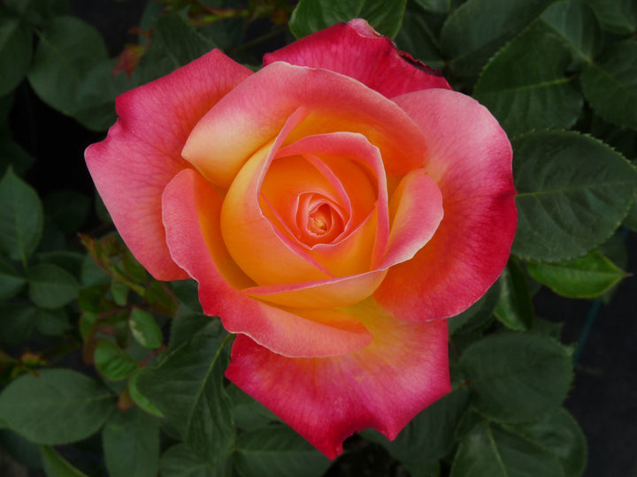 Bonsai Rose Flower Seeds for Planting 100 pcs – Heirloom, Non-GMO, High Germination Miniature Garden Seeds